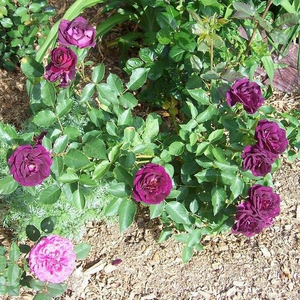 Vrtnica intenzivnega vonja - Roza - Wekfabpur - 